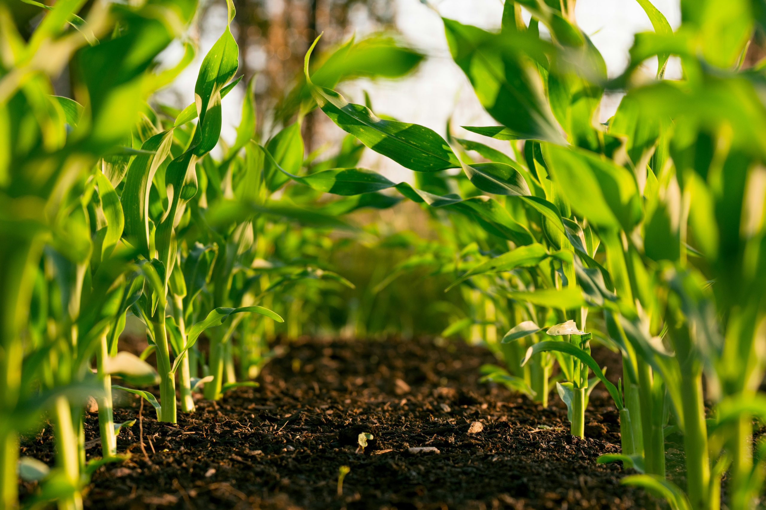 <a href="https://demo.nm-aist.ac.tz/master-of-science-in-sustainable-agriculture-suag/">Master of Science in Sustainable Agriculture (SuAg)</a>